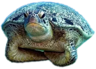 😠 18882ac2 乌龟, 动物, 海龟, 爬行动物 telegram sticker