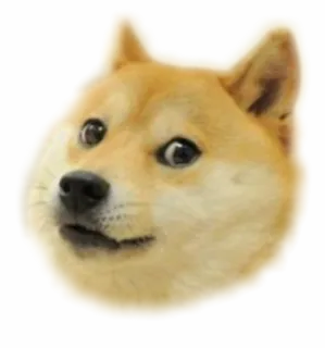🐶 279136aa doge 狗, 表情包, 柴犬, 动物, 搞笑 telegram sticker