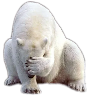 😓 3c689488 北极熊, 动物, 悲伤, 捂脸, 白色 telegram sticker