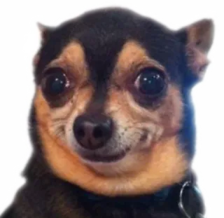 😊 43a93c5a 狗, 吉娃娃, 动物, 宠物, 肖像, 可爱 telegram sticker