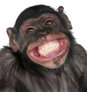 ANIMALOL whatsapp stickers