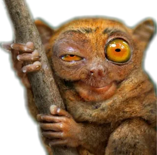 😉 51d79b34 眼镜猴, 动物, 灵长类, 可爱, 搞笑 telegram sticker