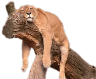 ANIMALOL whatsapp stickers