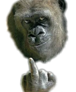 🖕 84268099 大猩猩, 中指, 冒犯, 动物, 手势 telegram sticker