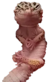 ANIMALOL telegram stickers