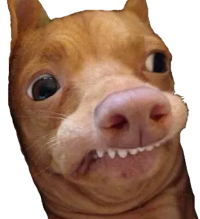 😳 b1146715 狗, 吉娃娃, 搞笑, 梗, 动物, 宠物 telegram sticker