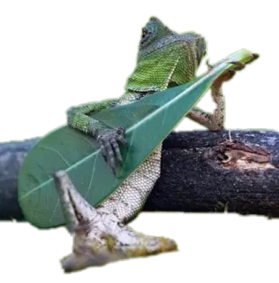 🎸 d78ba12f 蜥蜴, 吉他, 音乐, 叶子, 动物, 爬行动物 telegram sticker