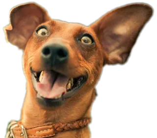 😛 ef77f4f9 狗, 动物, 肖像, 宠物, 快乐, 可爱 telegram sticker