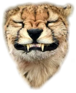 ANIMALOL telegram stickers