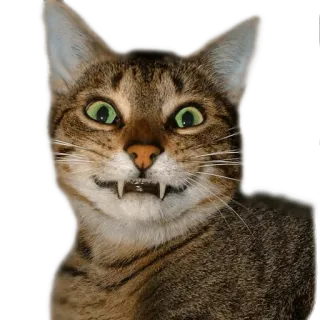 😺 0db81a69 猫, 动物, 猫科, 宠物, 獠牙, 牙齿, 搞笑, 表情包 telegram sticker