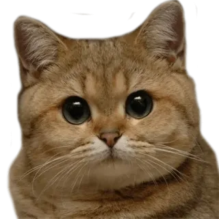 😠 47cfd485 猫, 动物, 可爱, 宠物, 家畜 telegram sticker