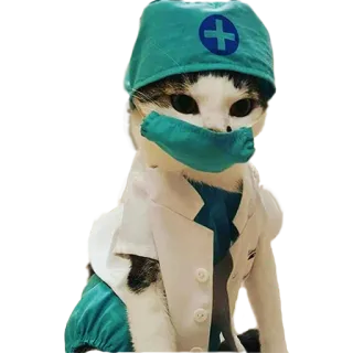 😷 58ce7777 猫, 医生, 动物, 宠物, 健康, 医学 telegram sticker