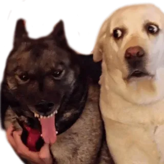 AnimalPhotoEmoji telegram stickers