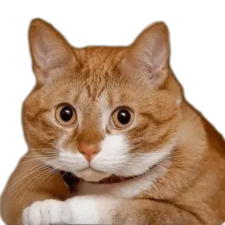 😒 780b74a7 猫, 橘猫, 橘色猫, 可爱, 宠物, 动物 telegram sticker