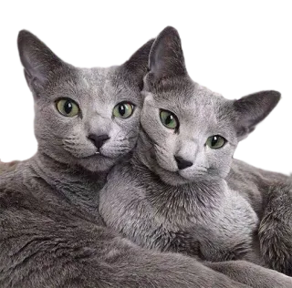 AnimalPhotoEmoji telegram stickers