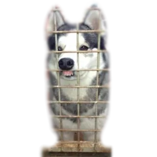 😶 a2f8f20c 狗, 哈士奇, 动物, 宠物, 笼子, 搞笑 telegram sticker