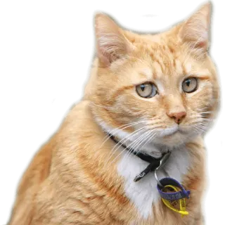 😒 acf3a13d 猫, 宠物, 动物, 橘色虎斑猫, 家猫, 猫科动物 telegram sticker