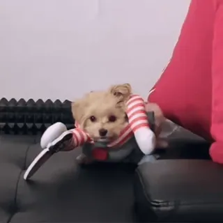 🔪 4da68eb5 pies, zwierzę domowe, słodki, zwierzę, York, szczeniak telegram sticker