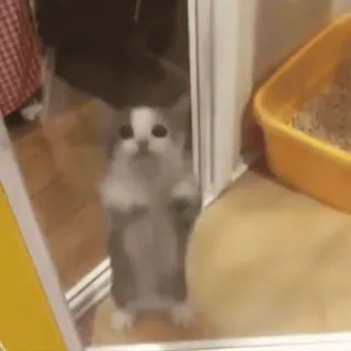 🤗 62b9380b kot, kotek, zwierzę, słodki, zwierzę domowe, domowy, stojący telegram sticker