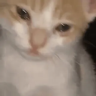 😭 6bf8c600 kot, kotek, zwierzę domowe, zwierzę, słodki, zwierzę domowe telegram sticker