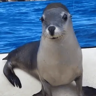 Cutie Paws 🐾 @Stickersey telegram stickers