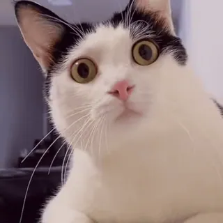 😳 8a8290e4 kot, zwierzę, zwierzak, słodki, domowy, śmieszny, mem telegram sticker