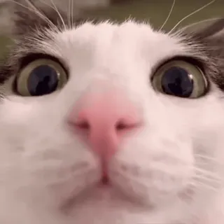 👀 91f4c7d7 kot, zwierzę, zwierzę domowe, ssak, zbliżenie, zwierzę domowe telegram sticker