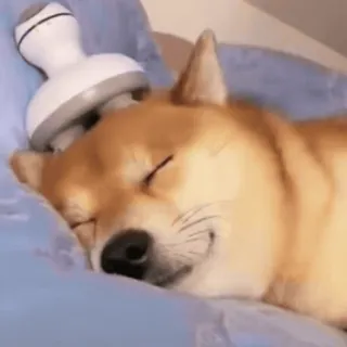😊 9aad0a53 pies, shiba inu, masaż, relaks, zwierzę, zwierzak telegram sticker