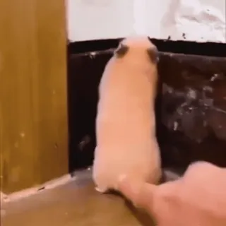 😱 9efa1e30 chomik, gryzoń, zwierzę domowe, zwierzę, palec, dotyk, słodki, śmieszny telegram sticker