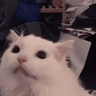 😫 b73624d8 kot, biały kot, zwierzę, mem, śmieszne, zwierzę domowe telegram sticker