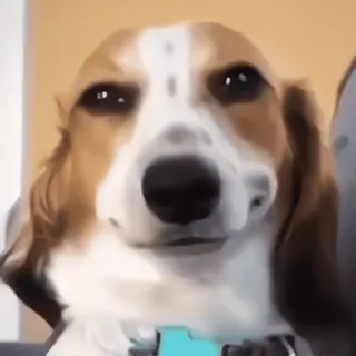 😏 cba8fe53 pies, beagle, zwierzę domowe, zwierzę, słodki, portret, zwierzę domowe telegram sticker