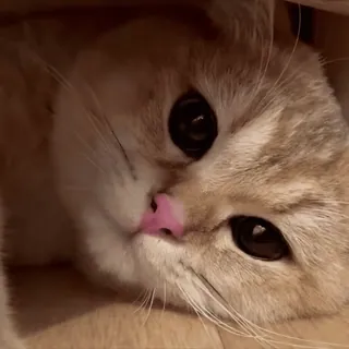 🥱 d0e59a5e kot, zwierzę, zwierzę domowe, słodki, kociak, zwierzę domowe telegram sticker