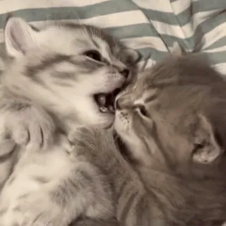 😘 e6db91d9 kocięta, koty, zwierzęta, zwierzęta domowe, słodkie telegram sticker