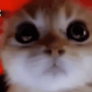 😡 efef868c kot, słodki, zwierzę domowe, zwierzę, mem telegram sticker