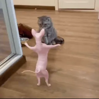 Cutie Paws 🐾 @Stickersey telegram stickers