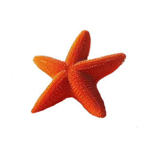 🌍 c94e88e7 stella marina, stella marina, oceano, vita marina, natura, creatura marina whatsapp sticker