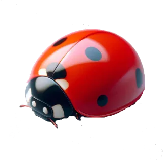 🌍 f1046cd7 coccinella, insetto, rosso, insetto, natura, animale whatsapp sticker