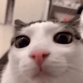 😺 06bf5810 Katze, Tier, Haustier, Nahaufnahme, lustig, Meme telegram sticker