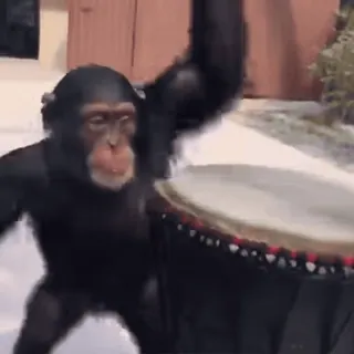 🥁 09d9512e Affe, Schimpanse, Tier, Primaten, Trommel, Musik, Wildtier telegram sticker