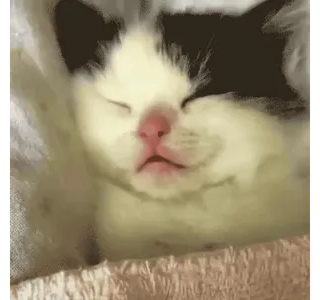 😴 1ec6b775 Kätzchen, Katze, schlafend, süß, Haustier, Tier telegram sticker