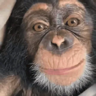 🙂 2ef3eb1c Schimpanse, Affe, Menschenaffe, Tier, Primaten, süß telegram sticker