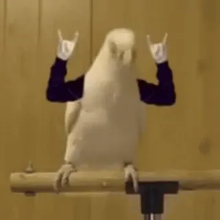 😎 4822b2ac Papagei, Vogel, Rock'n'Roll, Handbewegung, Humor, Tier, Nymphensittich telegram sticker
