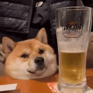 🍺 a7681269 Asahi Hund, Shiba Inu, Bier, Alkohol, Asahi, Getränk telegram sticker
