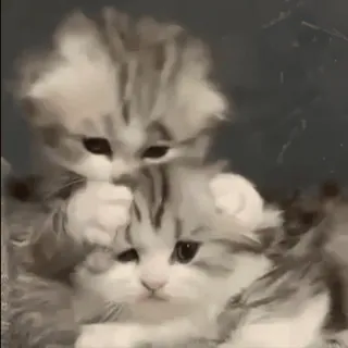 😽 ce401e6b Katze, Kätzchen, süß, Tier, Haustier, Haustier, Katzenartig, Säugetier telegram sticker