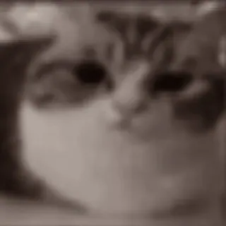 💣 e3050629 Katze, Tier, Haustier, süß telegram sticker