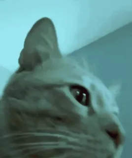 😺 e318fa3a Katze, Tier, Haustier, Hauskatze telegram sticker