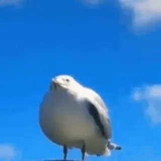 🐱🐶🐥🐵🐹 @emojis4 @malven_trade telegram stickers