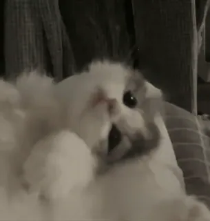 😮‍💨 ea5da4b9 Katze, Haustier, süß, lustig, Tier, Säugetier telegram sticker