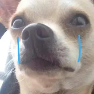 😂 014184b2 anjing, sedih, menangis, air mata, chihuahua, hewan peliharaan telegram sticker