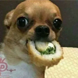 😂 05b84b60 anjing, chihuahua, sushi, imut, makanan telegram sticker